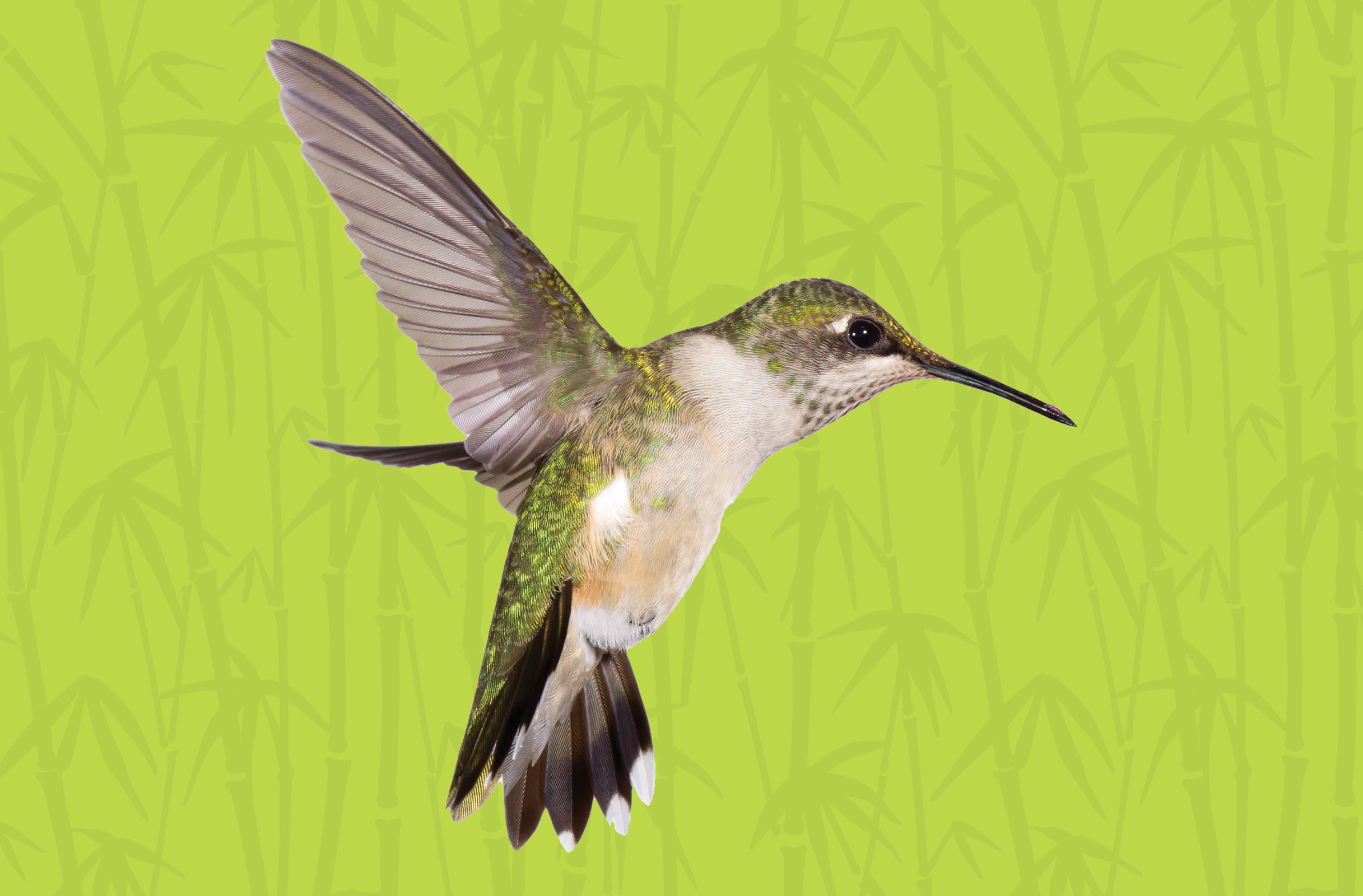 Activity Pages: Migratory Bird Day Word Search & Coloring Page