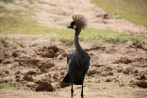 Crowned crane in rhino (2)