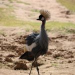 Crowned Crane Update