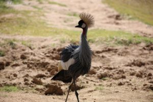 Crowned crane in rhino (7)
