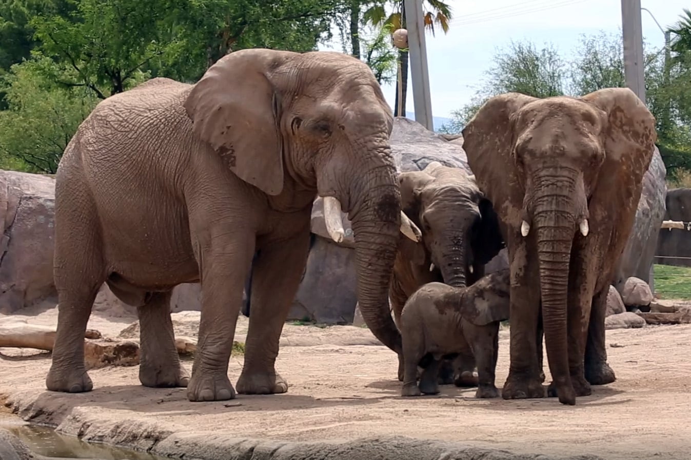 Relaxing With the Elephant Herd