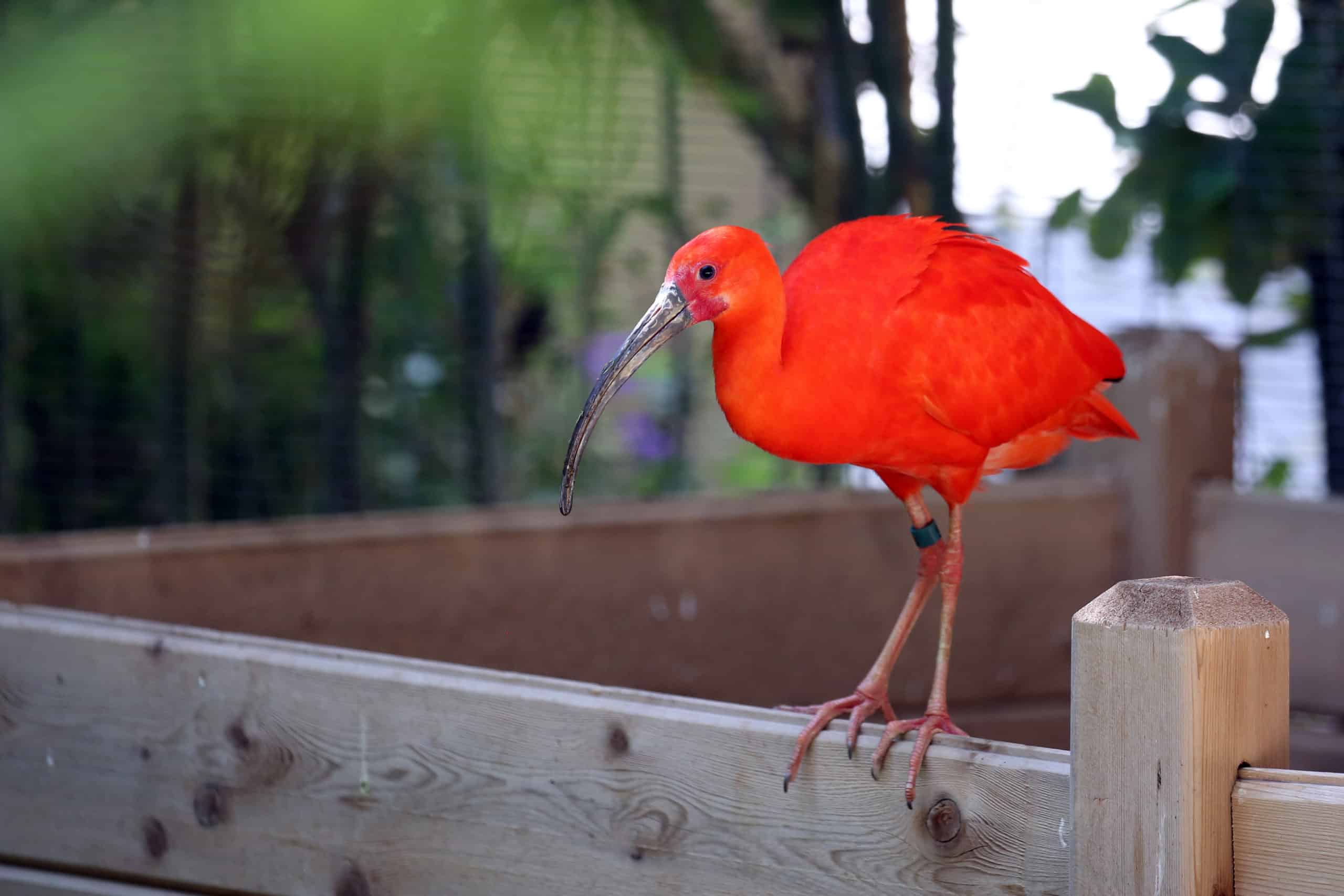 Relax for a Minute in our South American Aviary