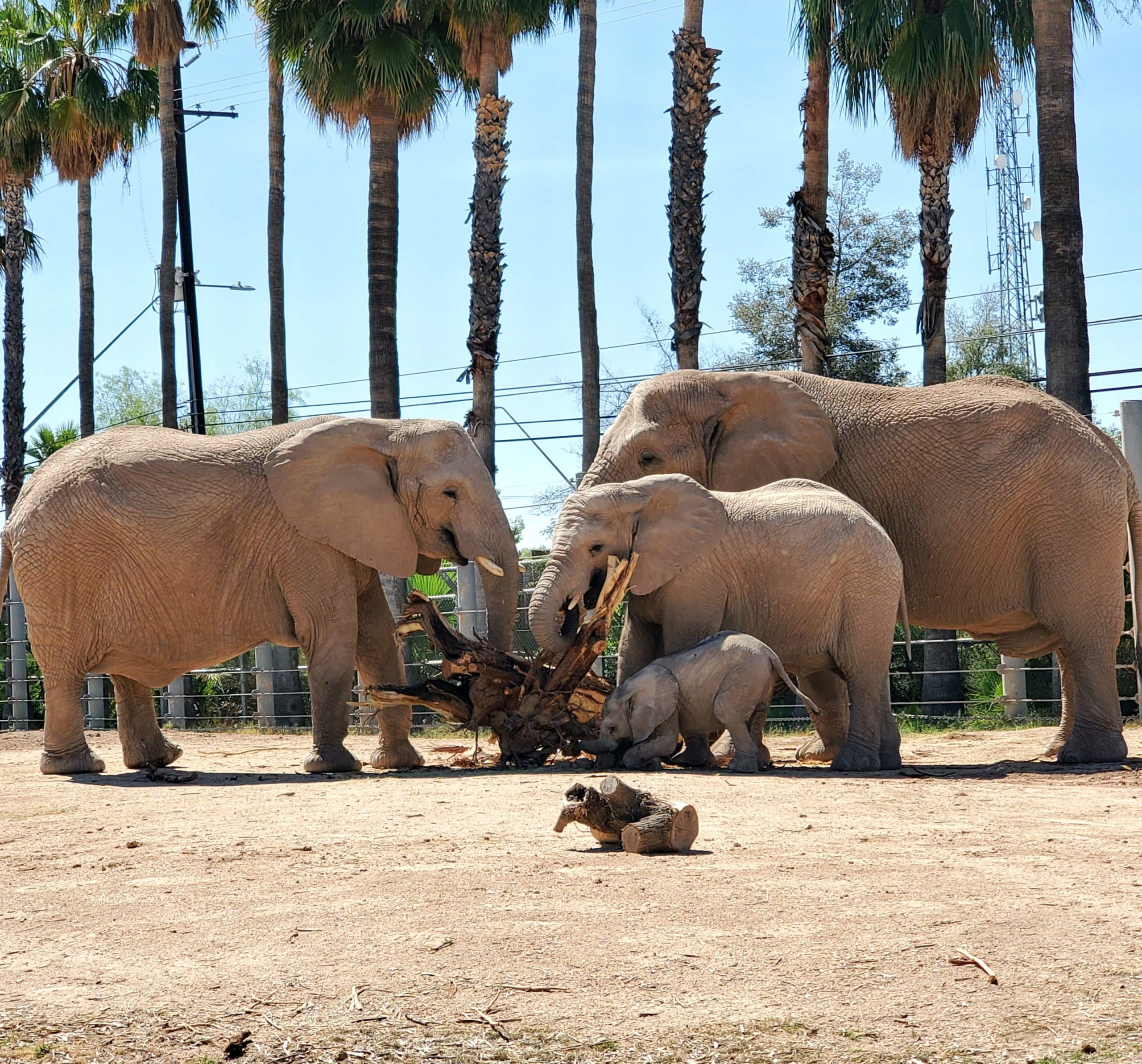 A Tree Trunk for the Herd