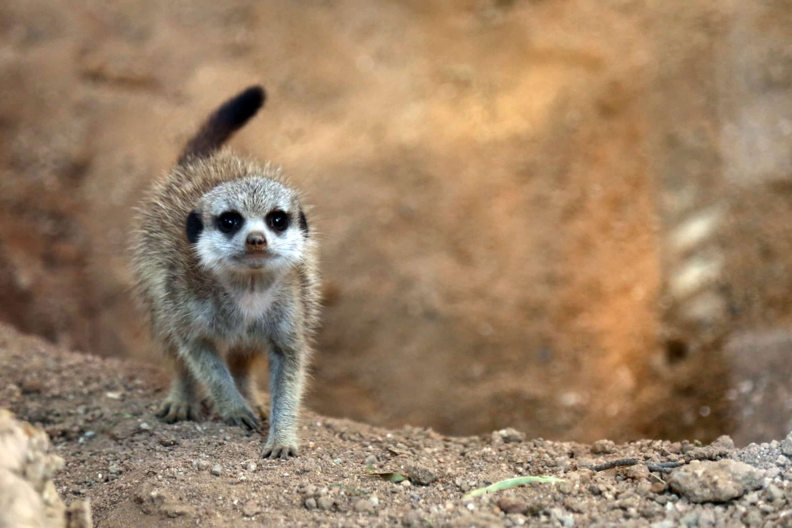 Meerkat Pupdate: Playing and Pouncing