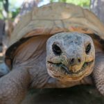Aldabra Tortoises Settle Into their New Habitat