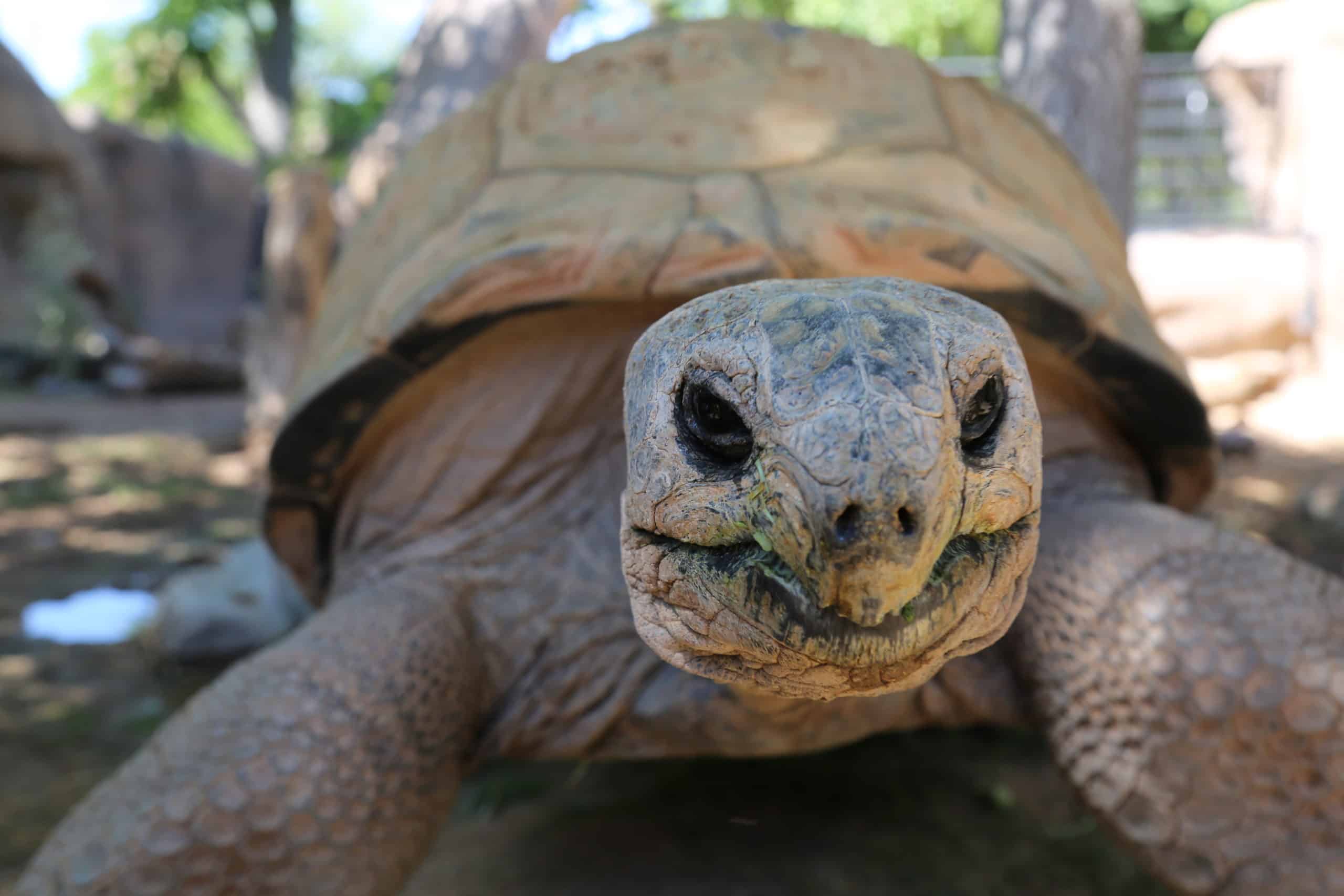 Aldabra Tortoises Settle Into their New Habitat