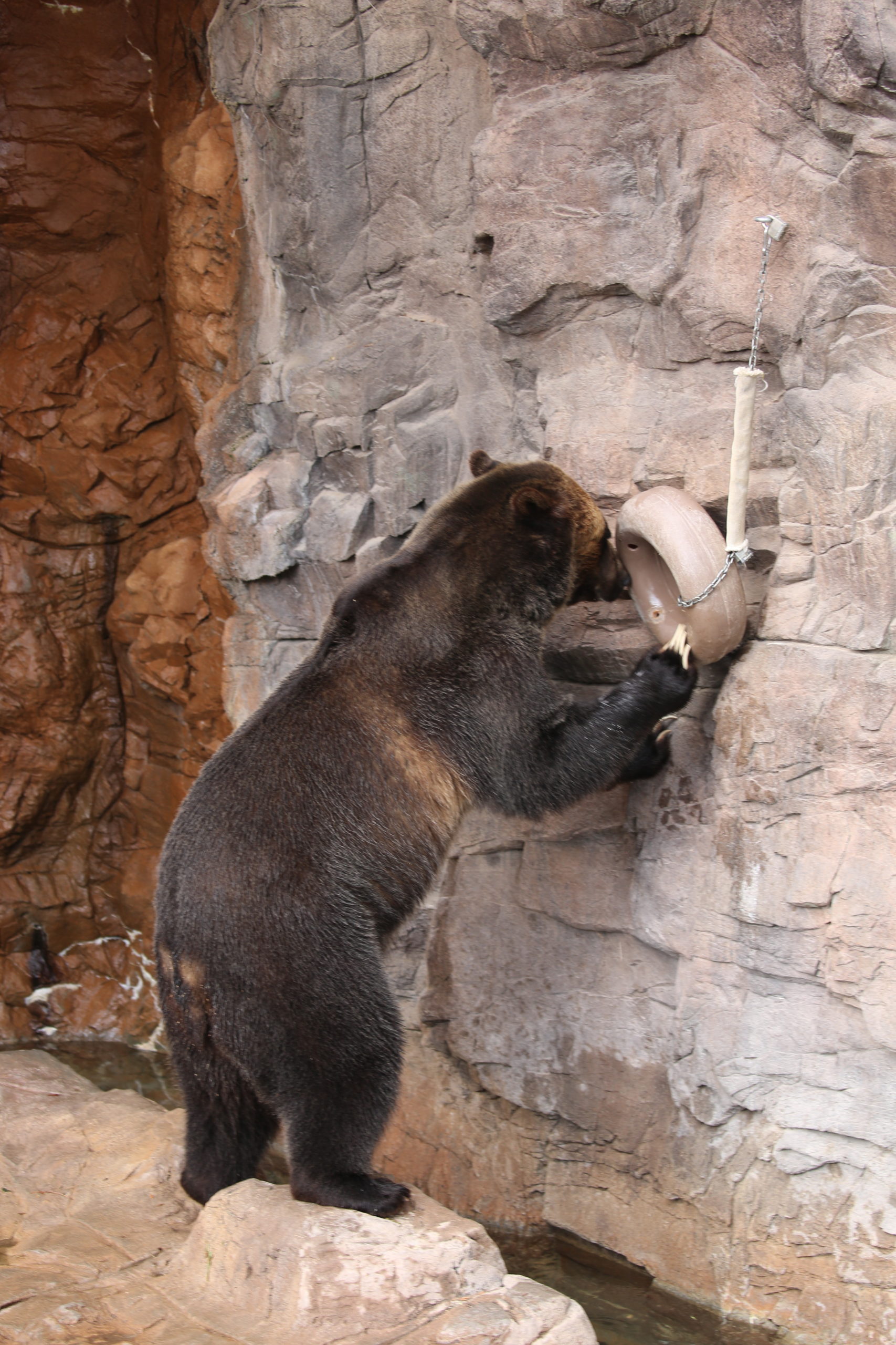 Grizzly Bear Puzzle Enrichment – Reid Park Zoo – 2025