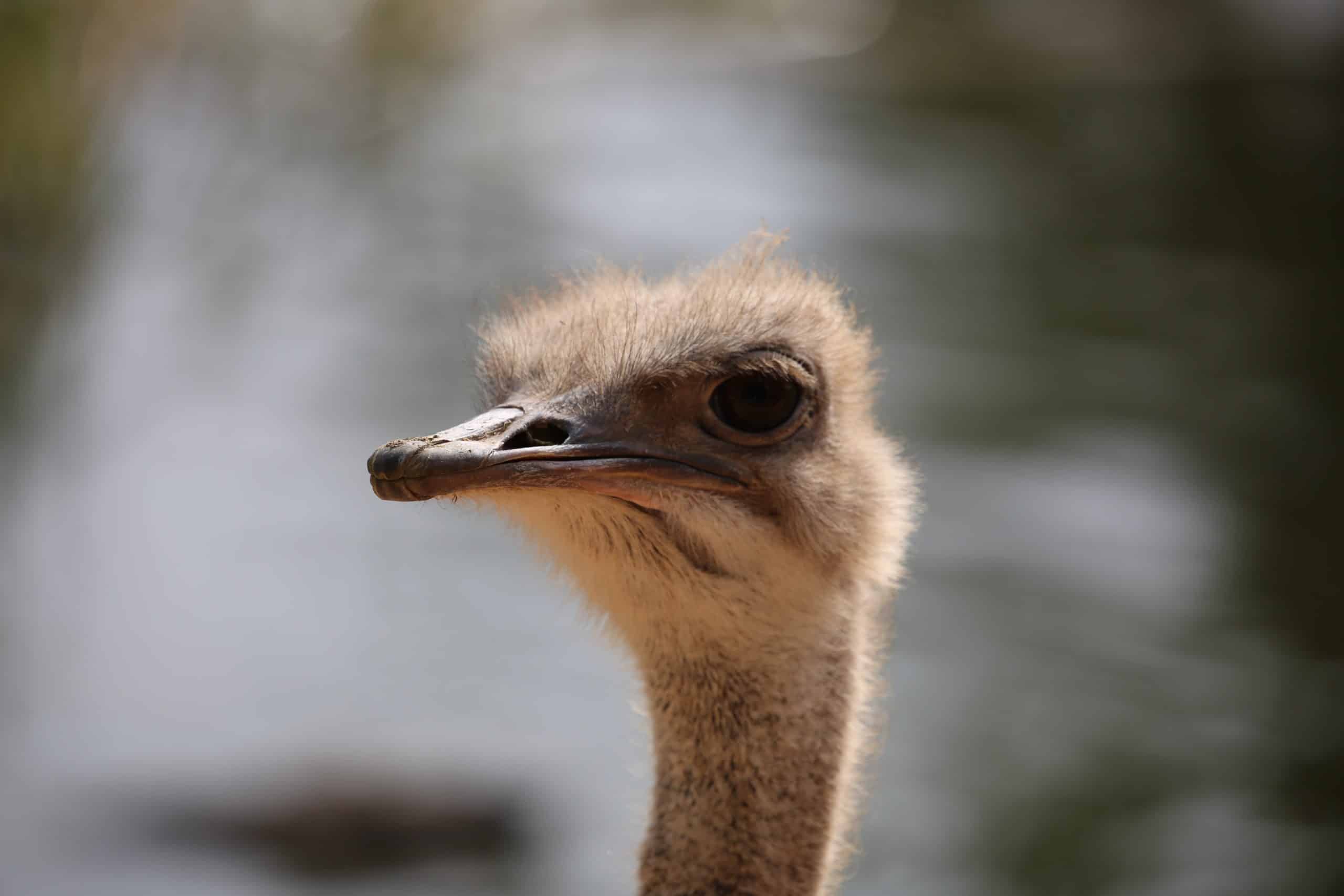 Ostrich Interrupts Some Zebra Filming