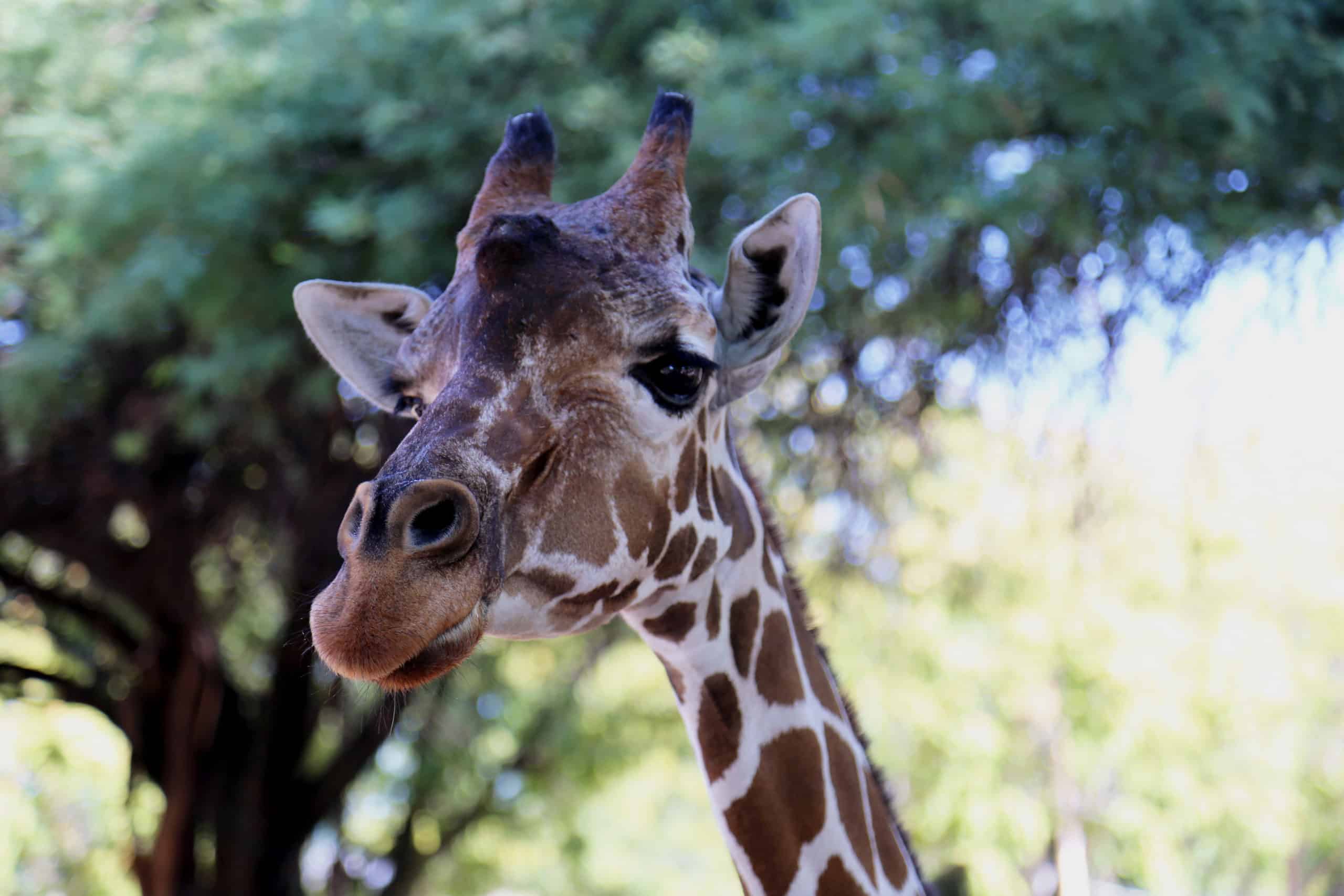 Happy World Giraffe Day, Denver!