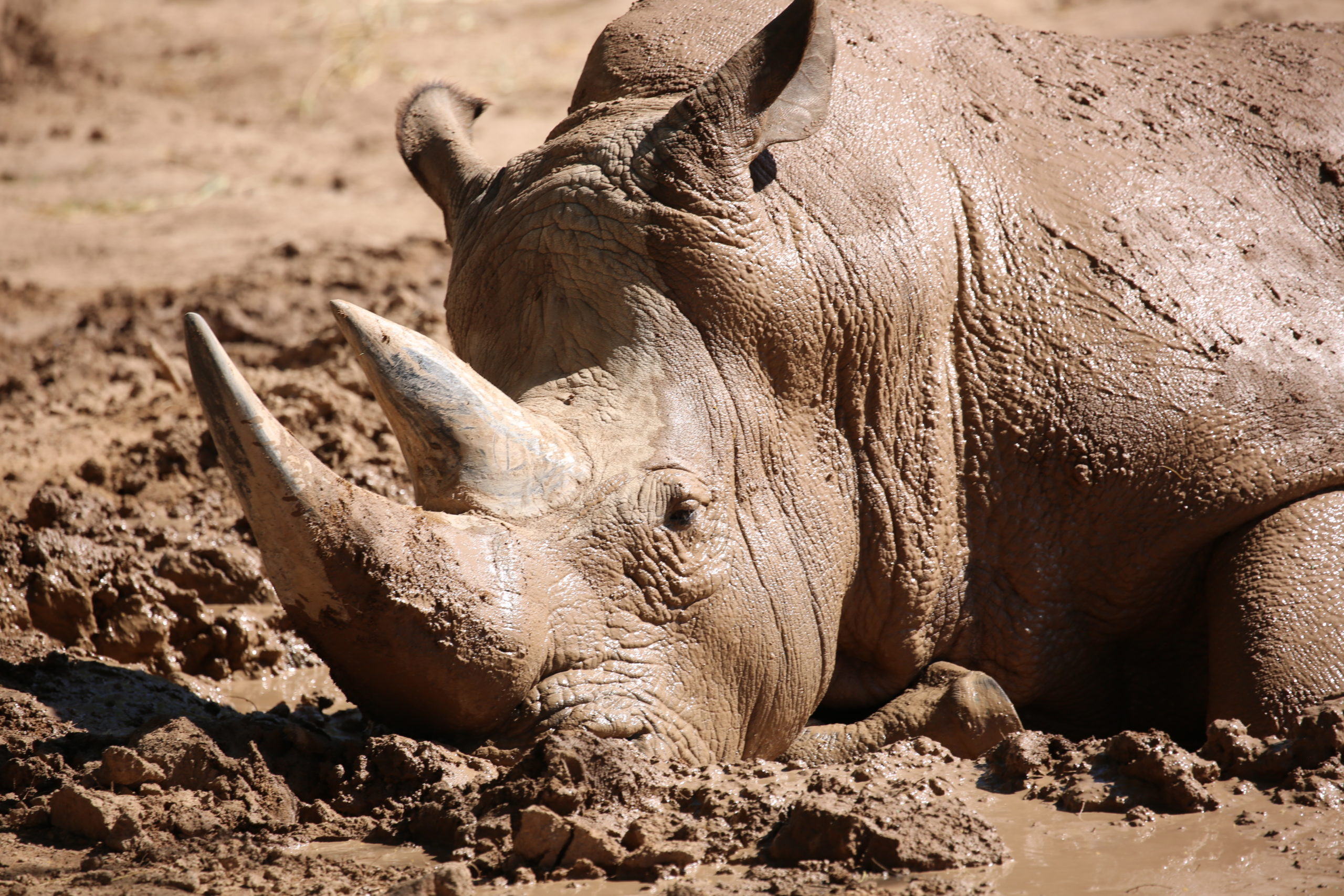 Southern White Rhinoceros | Reid Park Zoo