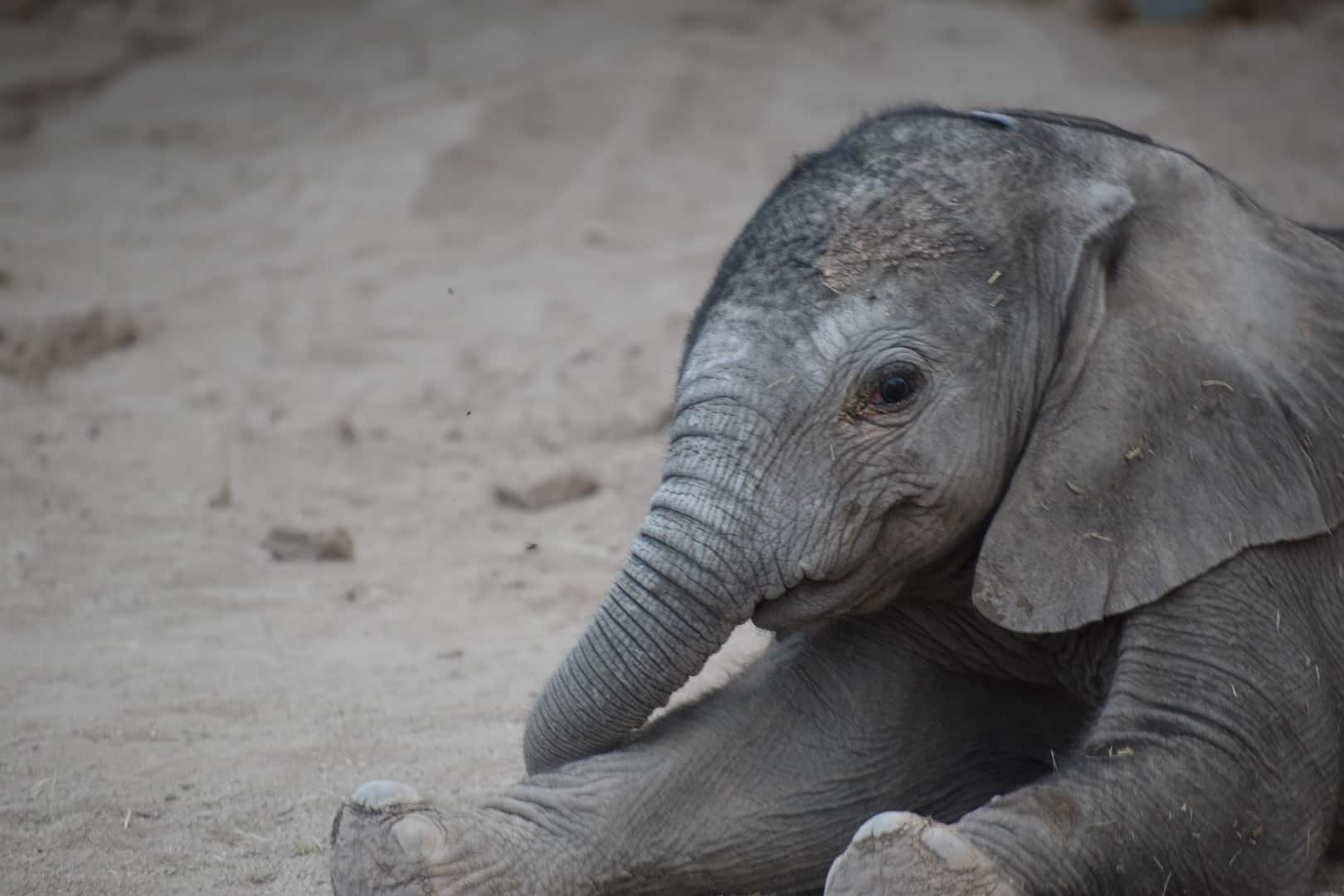 Penzi Update: Energetic, Nursing Well, But Still Experiencing Diarrhea