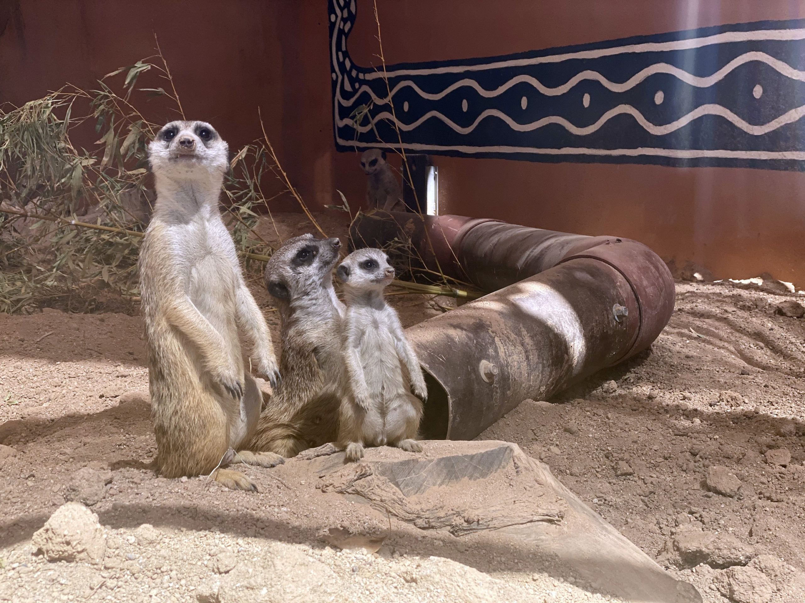 Happy Father's Day to an Amazing Animal Dad! | Reid Park Zoo Happy Father's Day to an Amazing Animal Dad! | Reid Park Zoo