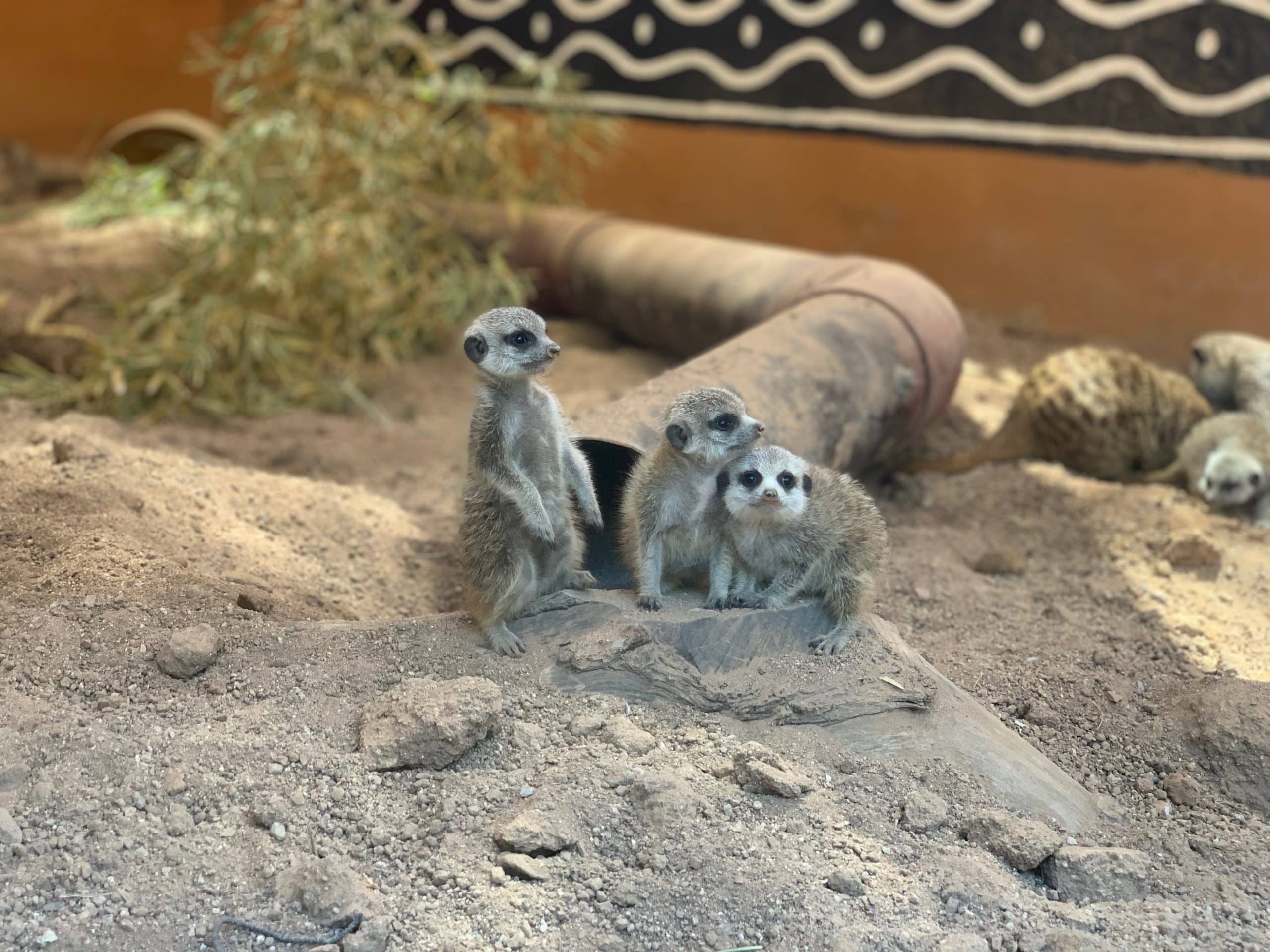 A Minute With the Meerkats