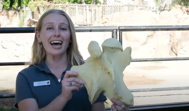 Giraffe Necks