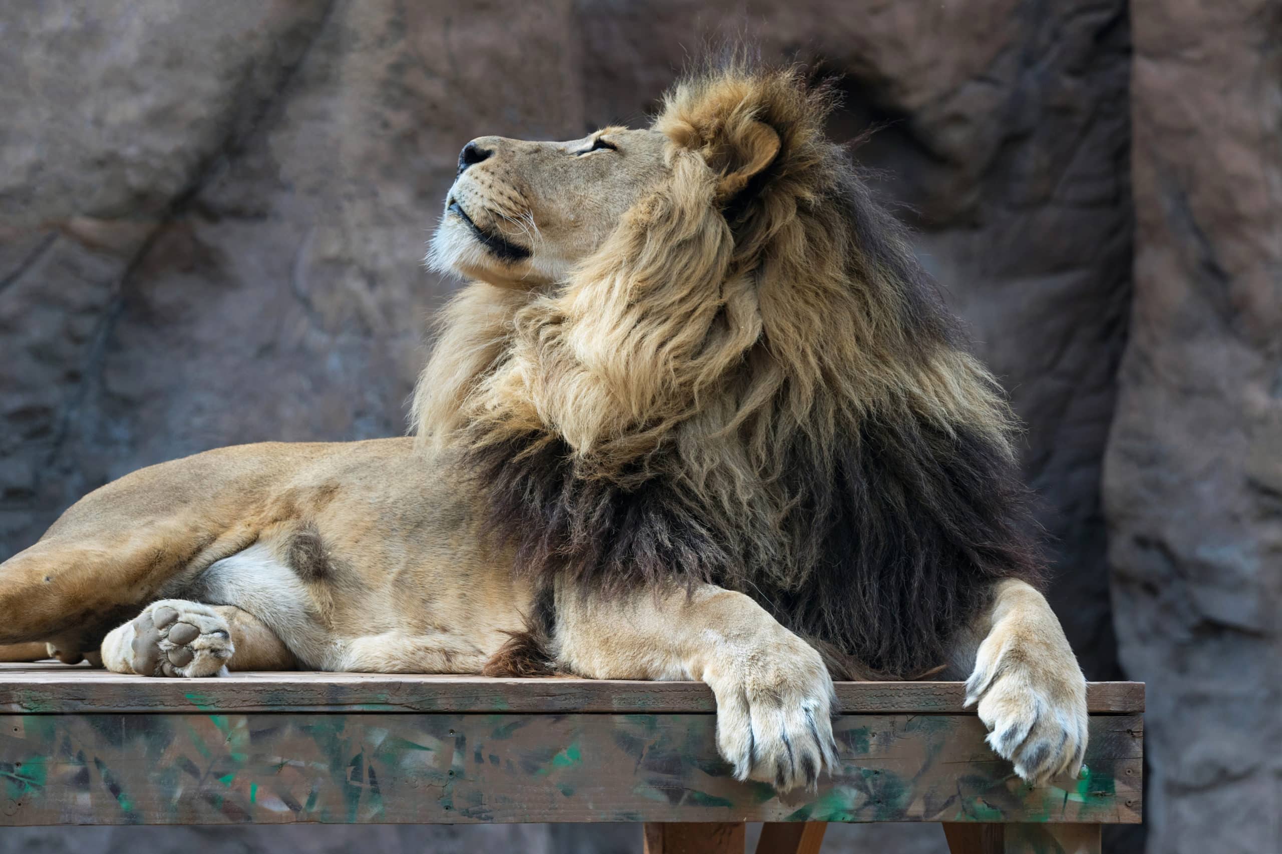 A Tribute to Shombay: A Handsome Lion