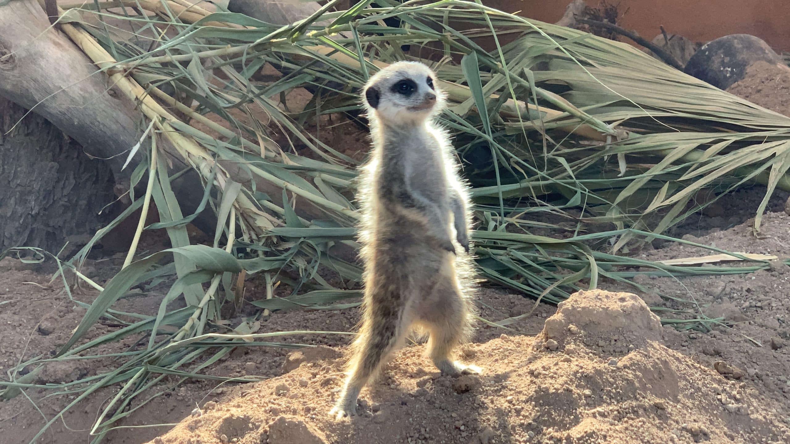 Meerkats Pups: Three Boys, Two Girls, and Many Adventures