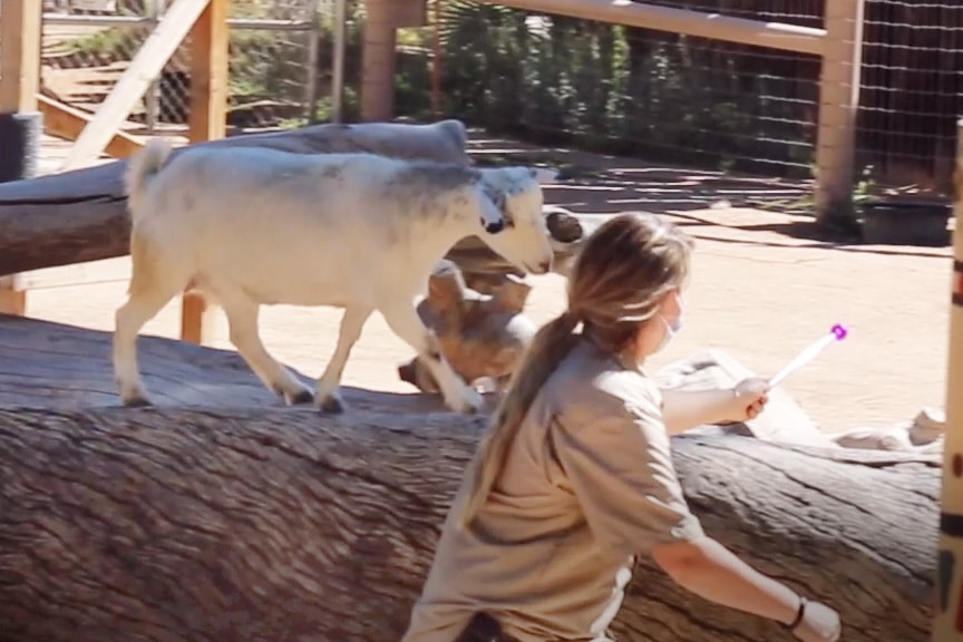 Goats Enjoy Training With Their Care Team