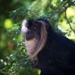 Lion-Tailed Macaques Enjoy a Versatile Lifestyle