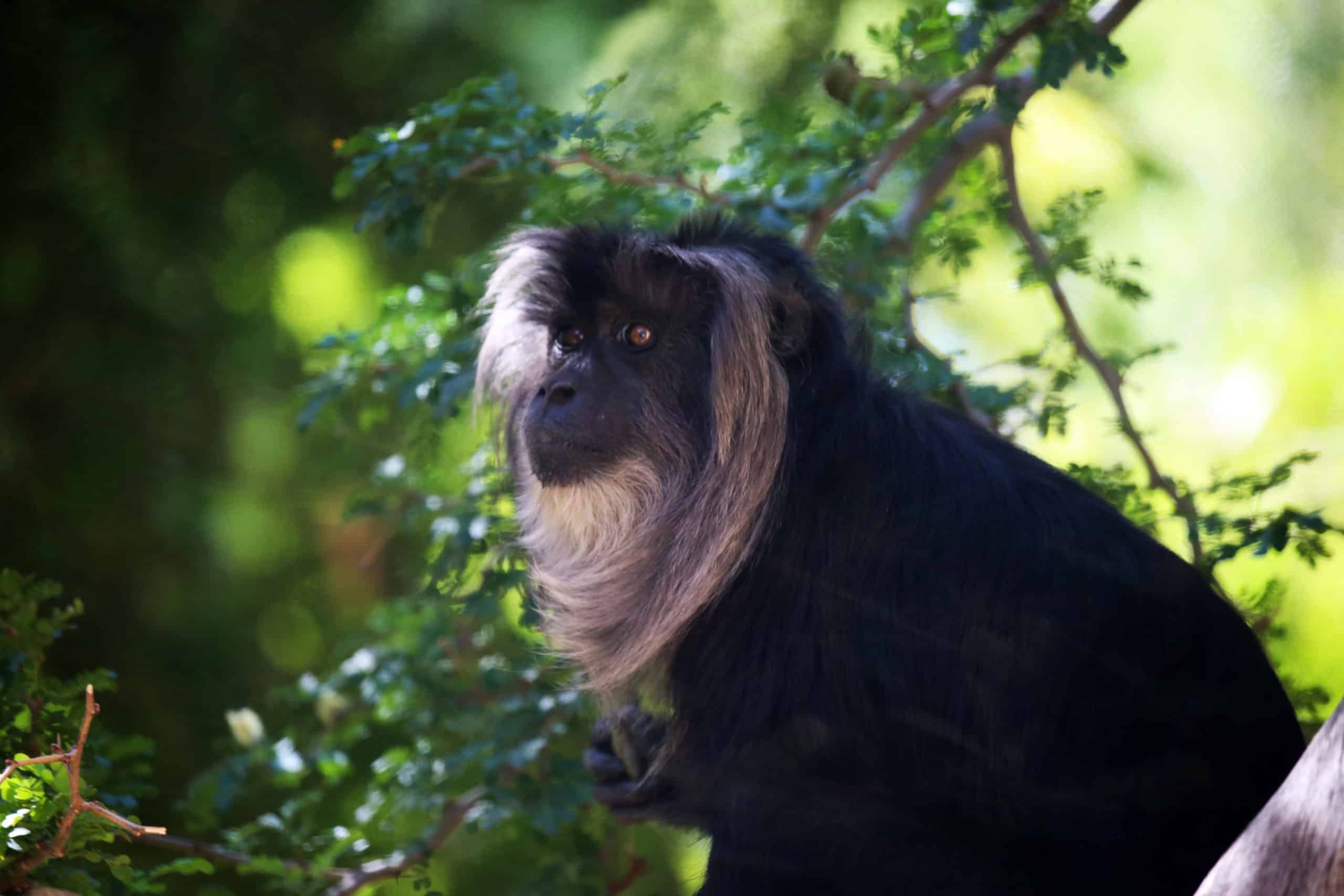 Lion-Tailed Macaques Enjoy a Versatile Lifestyle