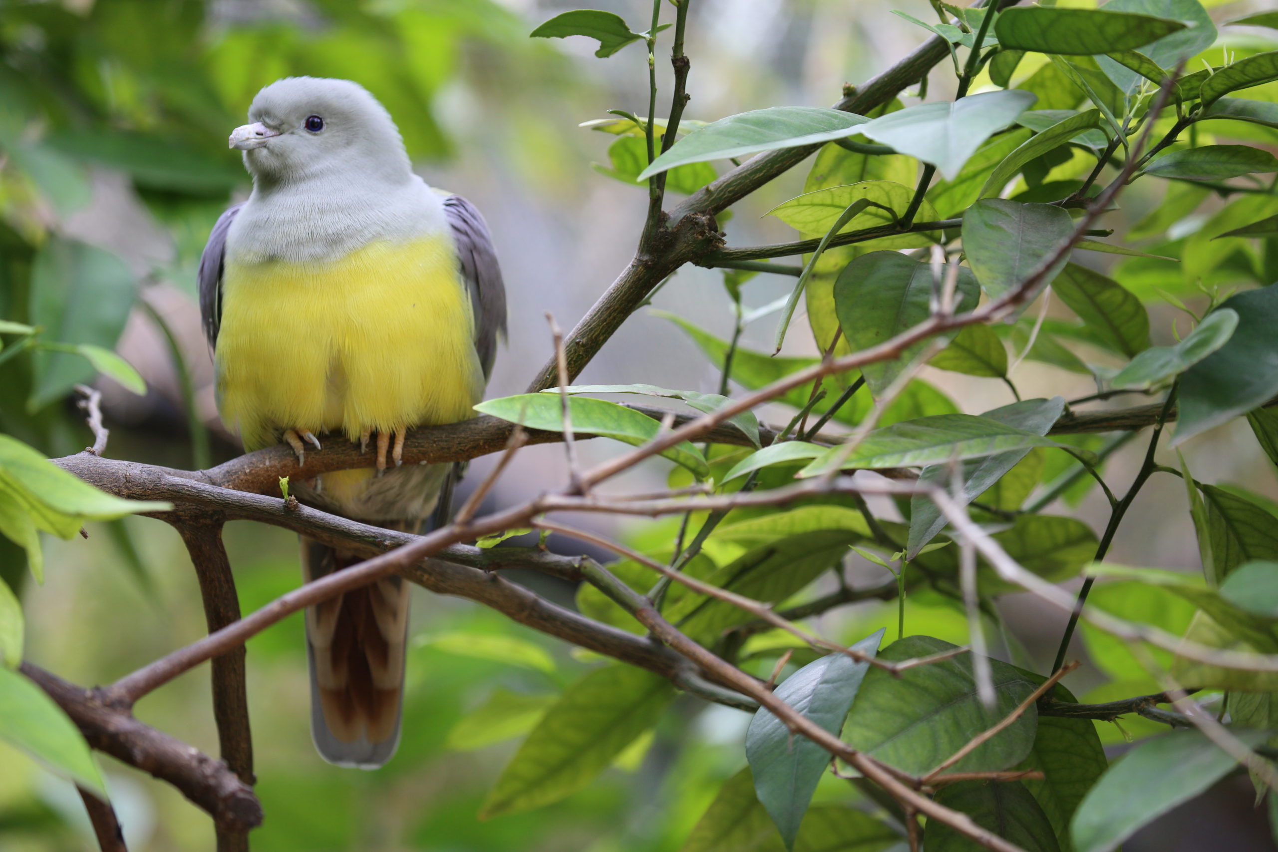Today is Pigeon Day!
