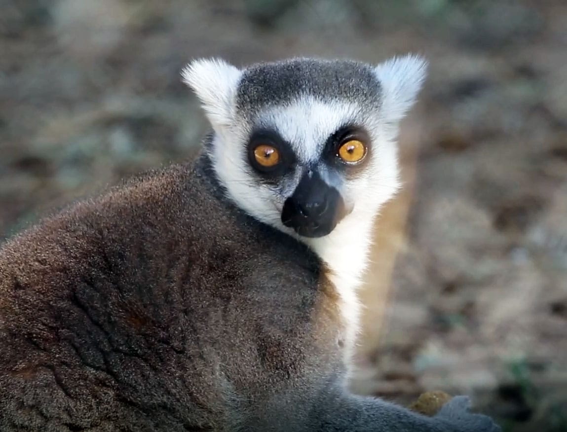 Ring-Tailed Lemurs Enjoying Some Biscuits