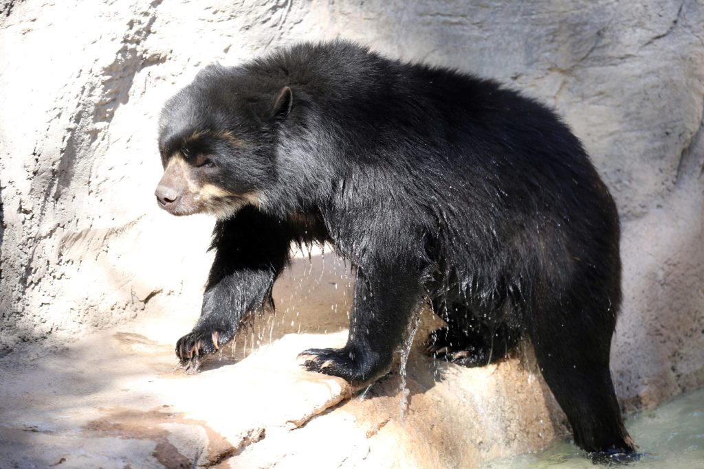 Oja andean bear (1)