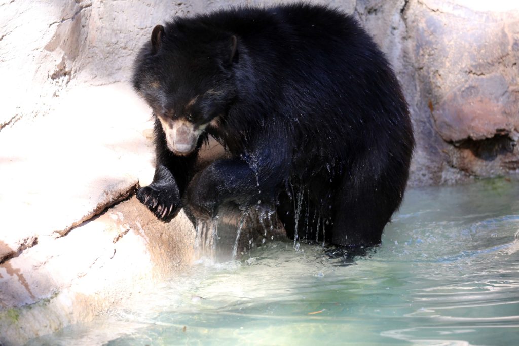Oja andean bear in water