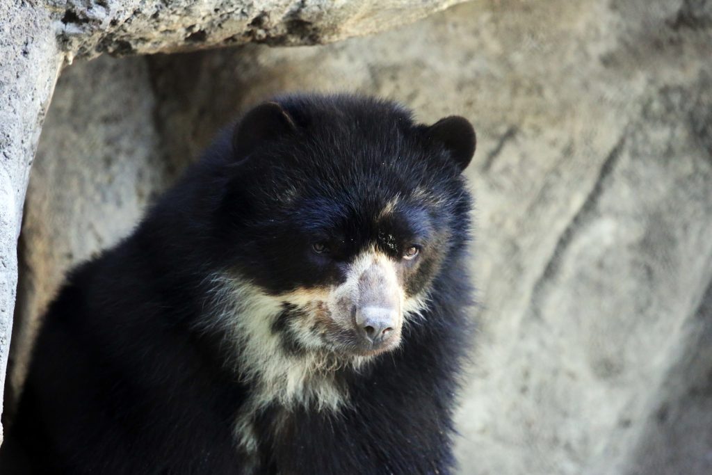 Oja andean bear