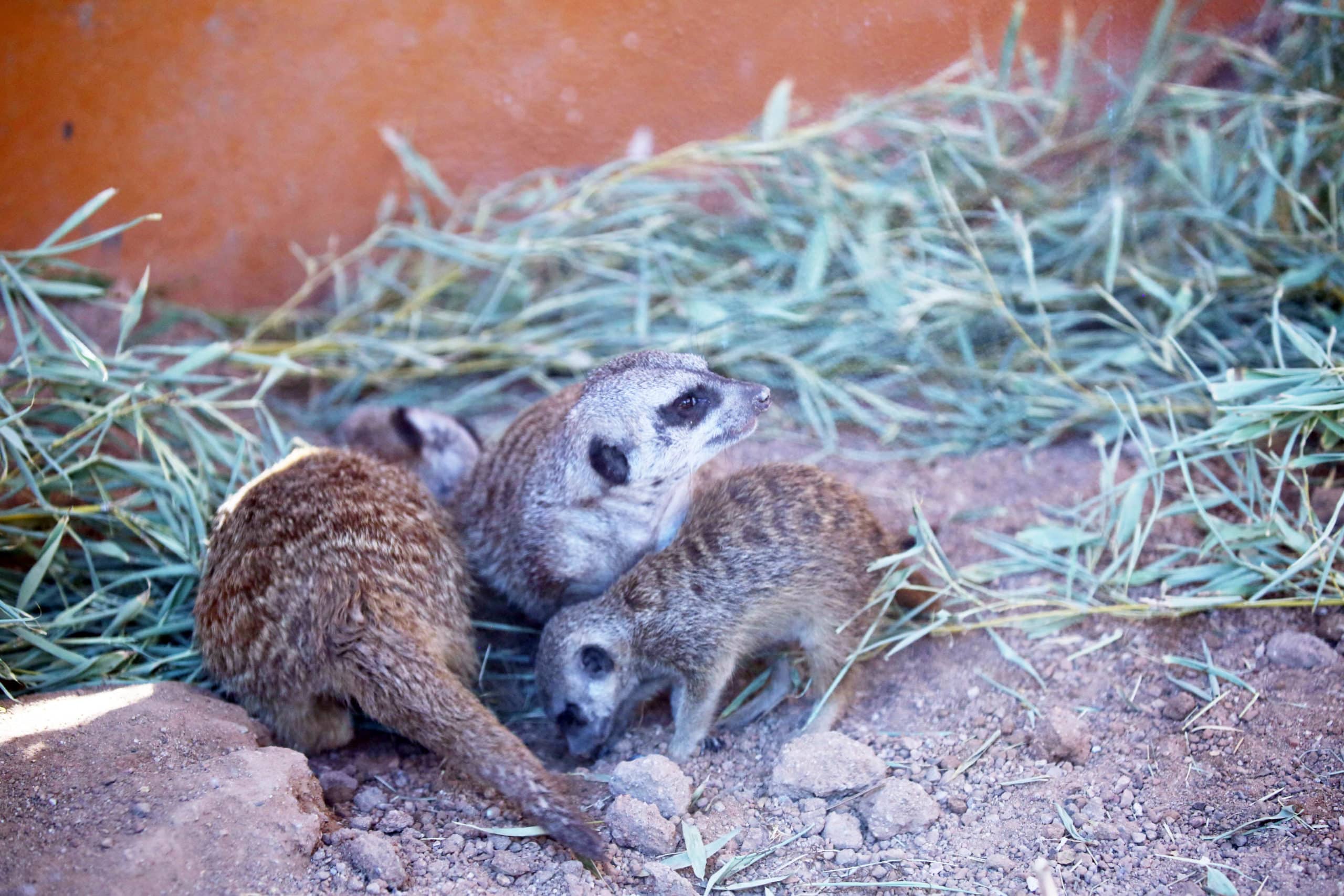 Meerkat Pups Have Lots of Energy!