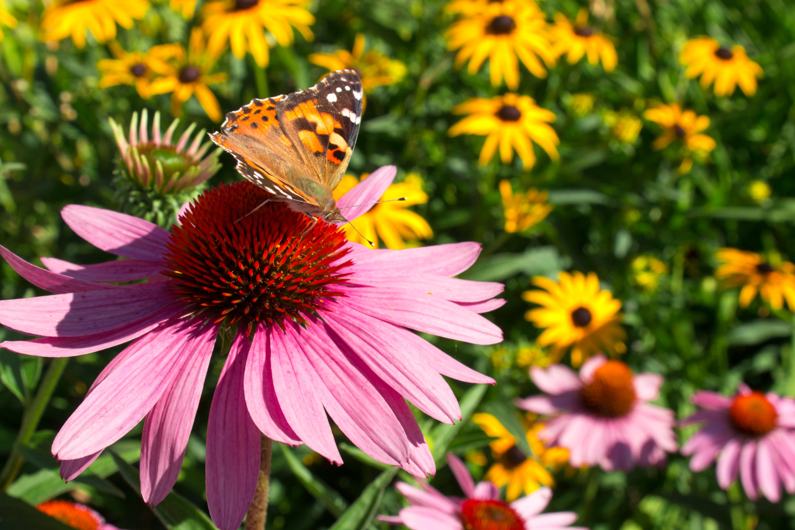 We’re Planting a New Pollinator Garden!