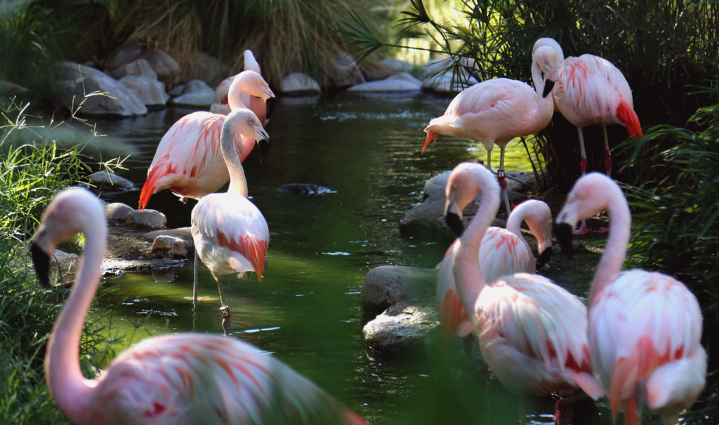 flamingos eating shrimp