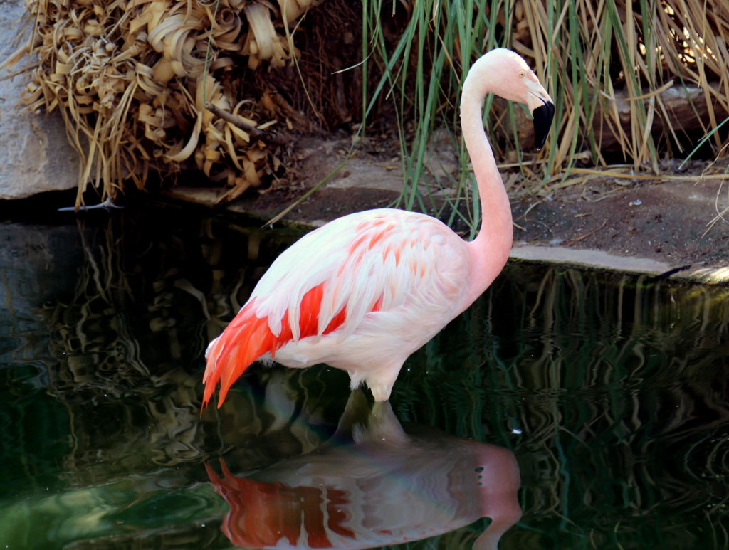 Белый фламинго фото