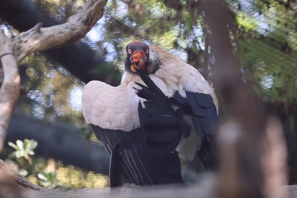 How Do Vultures Keep Their Feathers Clean?