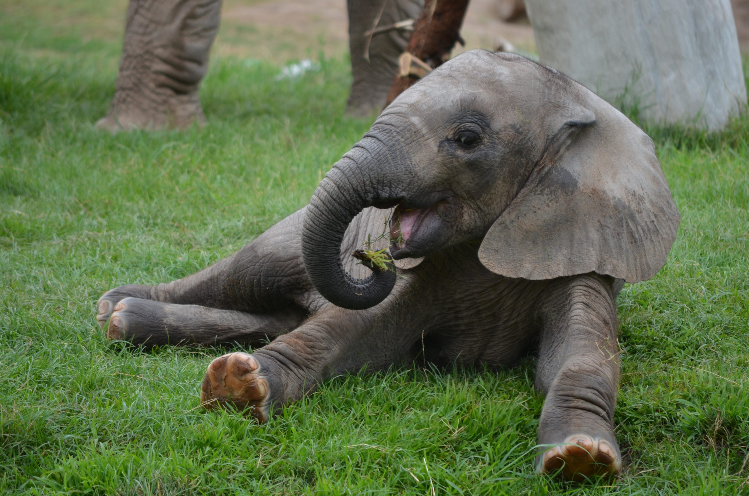 Penzi in the Grass