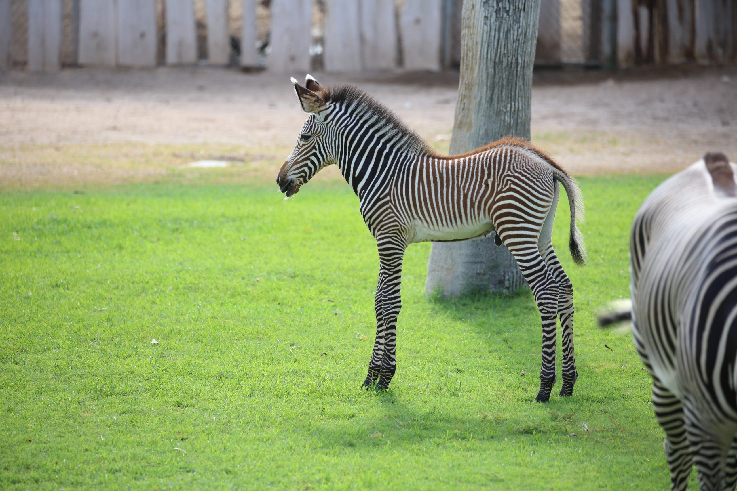 Grevy’s Zebra Foal Dies at Reid Park Zoo