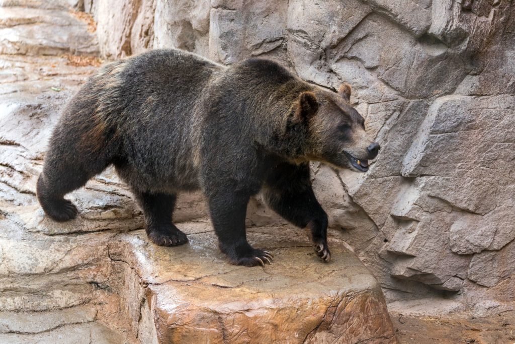 Grizzly Bears Shed Their Winter Coats | Reid Park Zoo