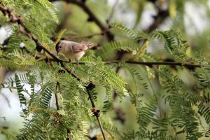 Lucy's warbler