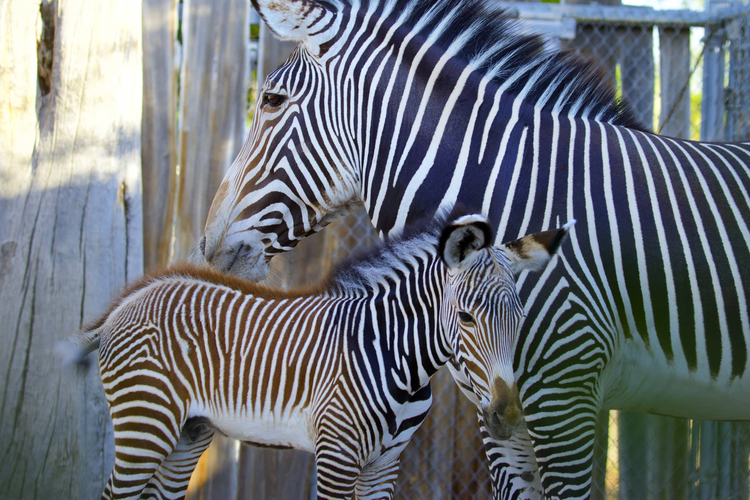 A Little Star in Stripes: Reid Park Zoo Welcomes Birth of Grevy’s Zebra Foal on July 4th