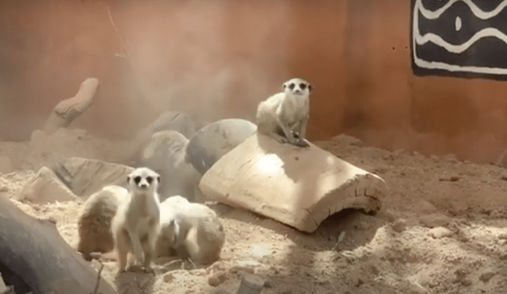 National Meerkat Day!