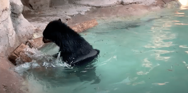 Oja in the Pool