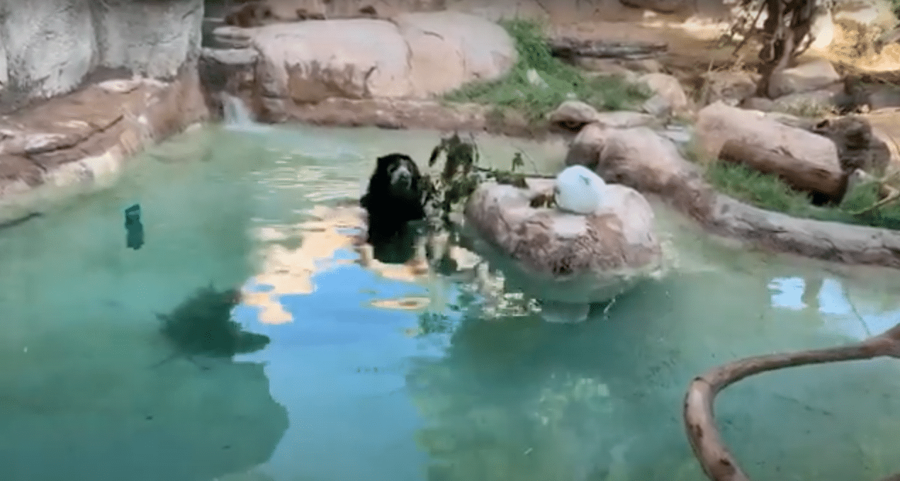Andean Bear Pool Enrichment
