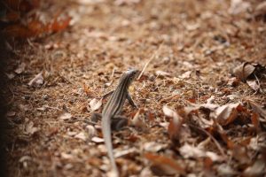 Sonoran spotted whiptail lizard (1)