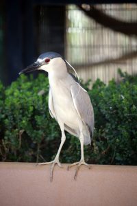 Black crowned night heron adult