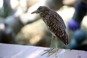 Black crowned night heron juvenile (1)