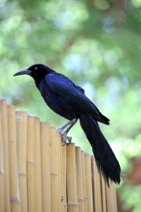 Boat tailed grackle