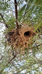 Cactus wren nest