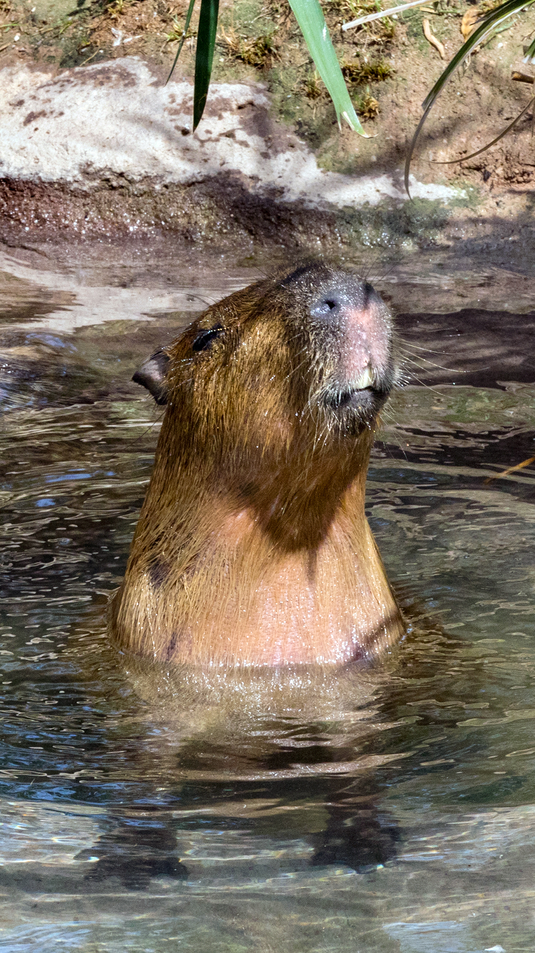 Capybaras: Friendly Giants of the Rodent Community - AZPetVet