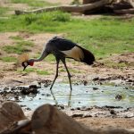 Cranes Enjoy the Mud Wallow