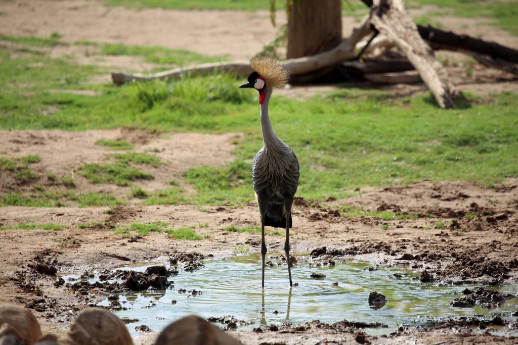 Crane in mud wallow