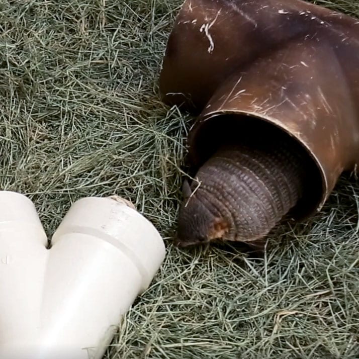 Keeper Chat: Screaming Hairy Armadillo Enrichment